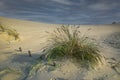 The Curonian spit dunes Royalty Free Stock Photo
