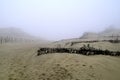 The Curonian Spit in the fog