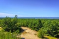 Forest landscape near Muller Height at the Curonian Spit