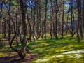 Dancing forest at the Curonian Spit Royalty Free Stock Photo