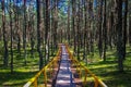 Path through the dancing forest at the Curonian Spit Royalty Free Stock Photo