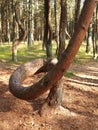 Curonian Spit. The pines of the Dancing Forest. Kaliningrad region Royalty Free Stock Photo