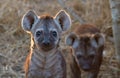 Curous Hyena Pup