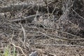 Curous Swamp Sparrow