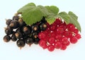 Currant