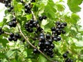 Currant