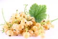 currant Royalty Free Stock Photo