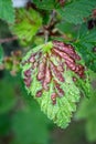 Currant aphid  on green currant leaves Royalty Free Stock Photo