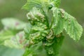 Currant aphid on currant leaves