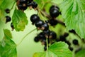 Black currant on the branch with green leaves