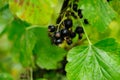 currants on the bench with green leafs Royalty Free Stock Photo