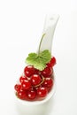 Fresh red Currant berries Royalty Free Stock Photo