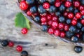 Currant black blue and red in garden Royalty Free Stock Photo