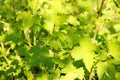 Currant green young leafs spring Royalty Free Stock Photo