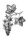 Currant blossom sketch in engraved style. Flowering branch with flowers and leaves. Black contoured berry blossom drawing. Royalty Free Stock Photo