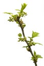 Currant branch