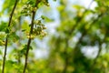 Currant branch with flower blossoms Royalty Free Stock Photo