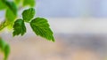 Currant branch with fresh green leaves on blurred background with copy space, spring background Royalty Free Stock Photo