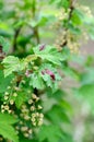 Currant branch with leaves affected by gall aphids. Red spots on currant leaves close up. Vertical crop Royalty Free Stock Photo