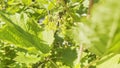 A currant branch with ripening fruits swings in the wind.