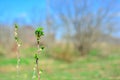 Currant branch in the spring. With young green leaves of small size, close-up. Copy space Royalty Free Stock Photo