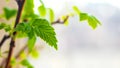 Currant branch with young green leaves on a blurred background Royalty Free Stock Photo