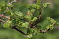 Currant branch with young green leaves in the garden. Royalty Free Stock Photo