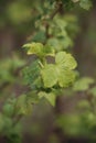 A currant branch with young leaves on a blurred green background of the garden Royalty Free Stock Photo