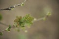 A currant branch with young leaves on a blurred green background of the garden Royalty Free Stock Photo