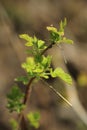 A currant branch with young leaves on a blurred green background of the garden Royalty Free Stock Photo