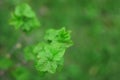 Currant branch with young spring leaves Royalty Free Stock Photo