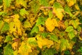 Currant branches with autumn yellow and green leaves Royalty Free Stock Photo