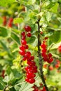 Currant bush Royalty Free Stock Photo