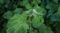 Currant bush affected by a pest mite. Photo