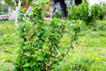 Currant bush in the garden during flowering. Growing currants Royalty Free Stock Photo