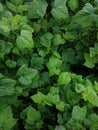 Currant Bush with green leaves after rain