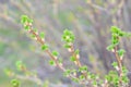 a twig of currant bush with young green leaves in early spring. Royalty Free Stock Photo