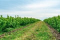 Currant bushes are planted in the field in rows. Green berry bushes