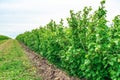 Currant bushes are planted in the field in rows. Green berry bushes