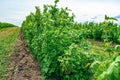 Currant bushes are planted in the field in rows. Green berry bushes