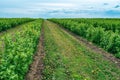 Currant bushes are planted in the field in rows. Green berry bushes