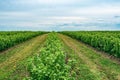 Currant bushes are planted in the field in rows. Green berry bushes