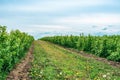 Currant bushes are planted in the field in rows. Green berry bushes