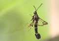 A Currant Clearwing Moth, Synanthedon tipuliformis, perching on a window. Royalty Free Stock Photo