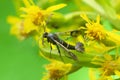 Currant clearwing, Synanthedon tipuliformis on flower Royalty Free Stock Photo