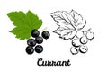 Currant color illustration and black and white outline  of a berry isolated Royalty Free Stock Photo