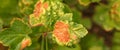 Currant disease in which red spots appear on the leaves. Anthracnose Royalty Free Stock Photo