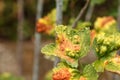 Currant disease in which red spots appear on the leaves. Anthracnose Royalty Free Stock Photo