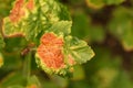 Currant disease in which red spots appear on the leaves. Anthracnose Royalty Free Stock Photo