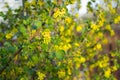 Currant flowering bush. Yellow flowers Royalty Free Stock Photo